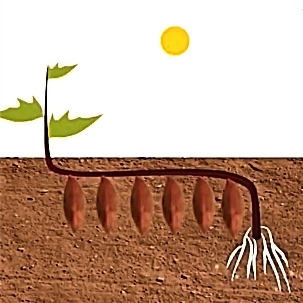 Multifunctional Sweet Potato Seedling Transplanting Machine for Oblique Seedling Planting and Boat Bottom Type Seedling Planting